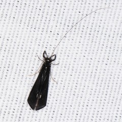 Mystacides sepulchralis