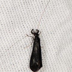 Mystacides sepulchralis