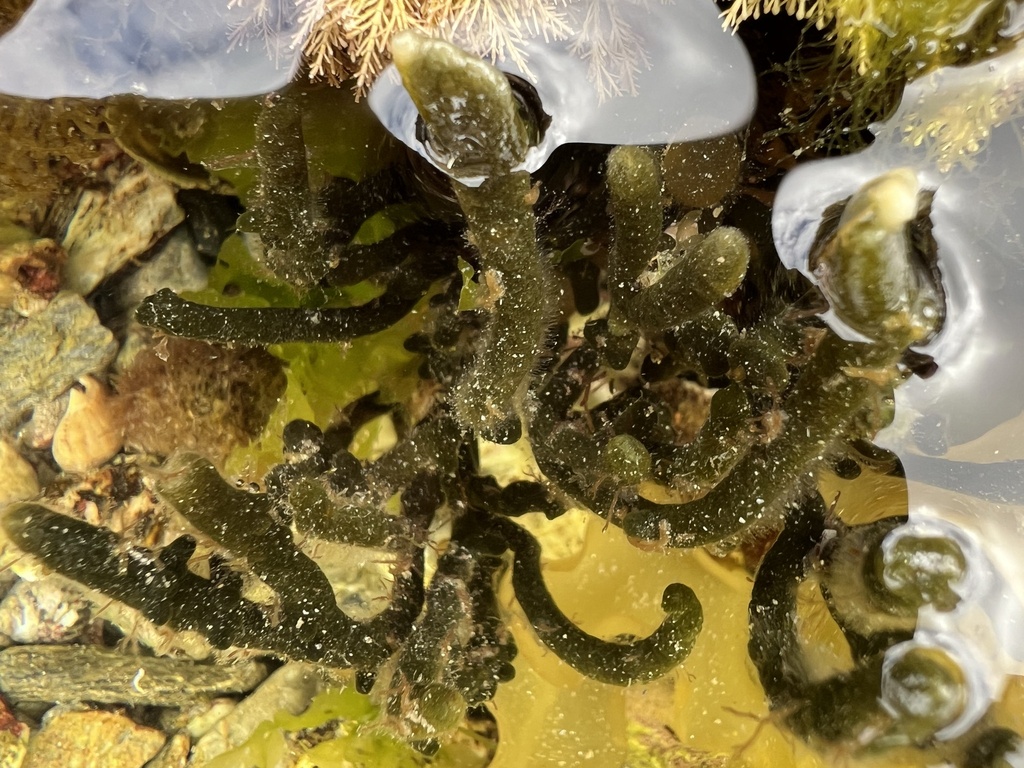 Dead Man's Fingers from Cornwall, England, GB on June 8, 2024 at 02:27 ...
