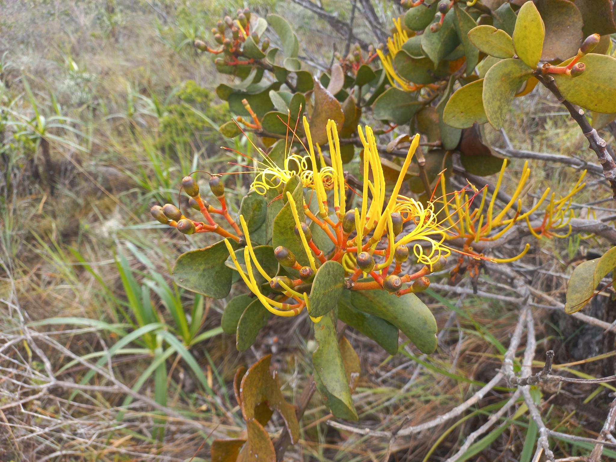 Psittacanthus robustus