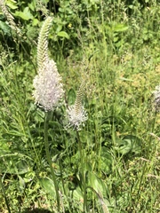 Plantago media