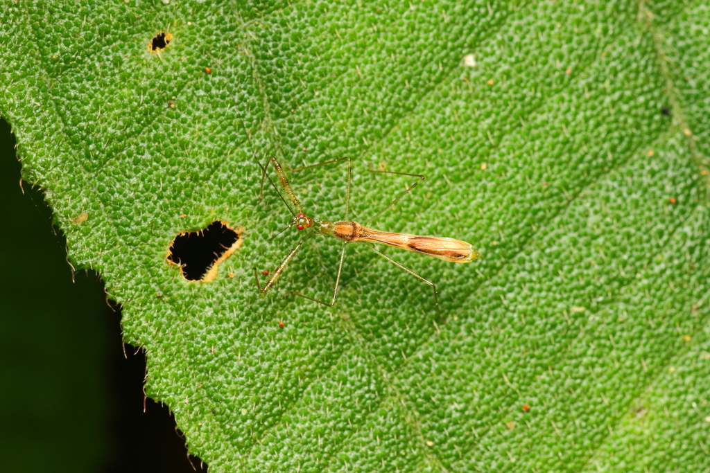 Bactrodes biannulatus