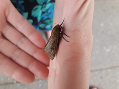 Paracles fusca