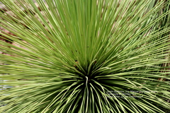Yucca queretaroensis