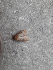 Paracles fusca