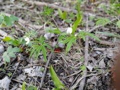 Anemonoides caerulea