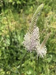 Plantago media