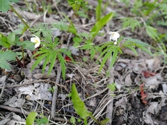 Anemonoides caerulea