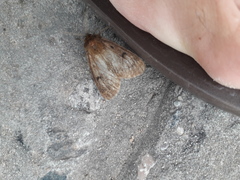 Paracles fusca