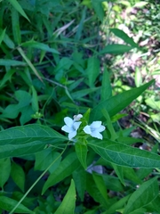 Yeatesia viridiflora