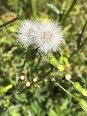 Senecio vulgaris