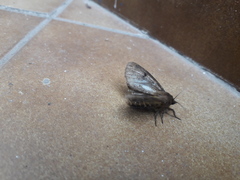 Paracles fusca