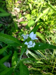 Yeatesia viridiflora