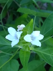 Yeatesia viridiflora