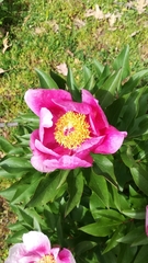 Paeonia