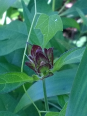Yeatesia viridiflora