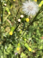 Senecio vulgaris