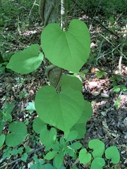 Aristolochia macrophylla