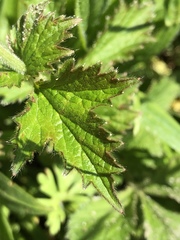 Geum urbanum