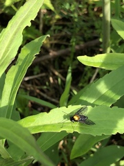 Prosimulium fulvithorax