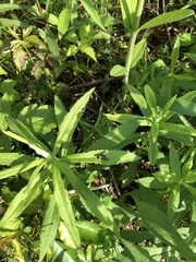 Prosimulium fulvithorax