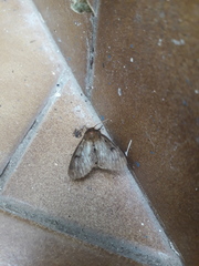 Paracles fusca