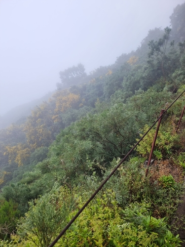 Image of Genista tenera by (c) Vítor Jorge, some rights reserved (CC BY)