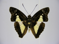 Euptera pluto pluto