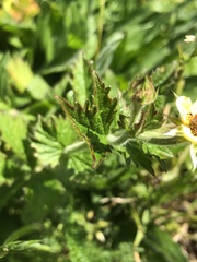 Geum urbanum