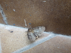 Paracles fusca
