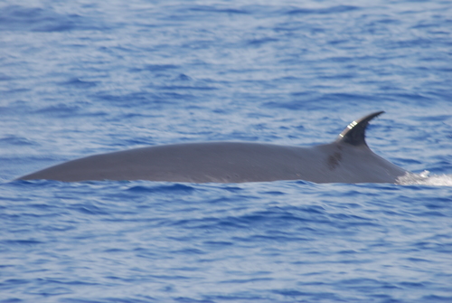 Balaenoptera brydei