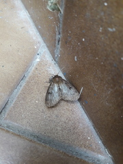 Paracles fusca
