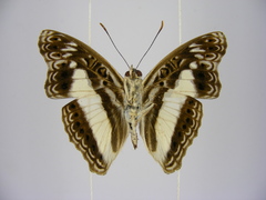 Euptera pluto pluto