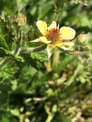 Geum urbanum