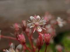 Saxifraga × polita, photograph (c) Jarro Nevsbaru, some rights reserved (CC BY)