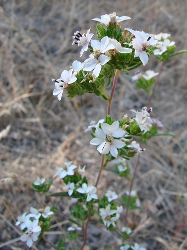 soft western rosinweed (Calycadenia mollis)