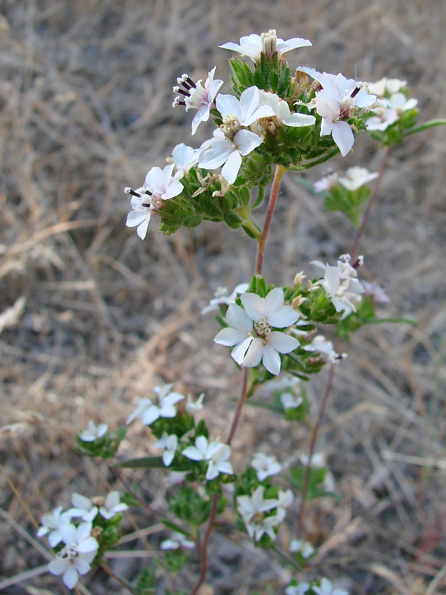 Calycadenia mollis