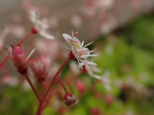 Saxifraga × polita, photograph 5