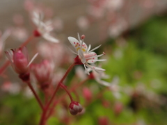 Saxifraga × polita, photograph (c) Jarro Nevsbaru, some rights reserved (CC BY)