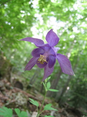 Aquilegia dumeticola