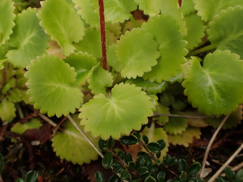 Saxifraga × polita, photograph 6