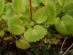 Saxifraga × polita, photograph (c) Jarro Nevsbaru, some rights reserved (CC BY)