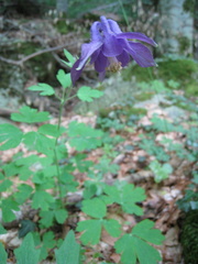 Aquilegia dumeticola