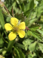 Geum urbanum
