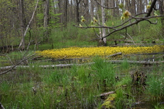 Ranunculus flabellaris