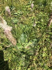 Plantago media