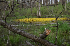 Ranunculus flabellaris
