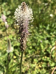 Plantago media