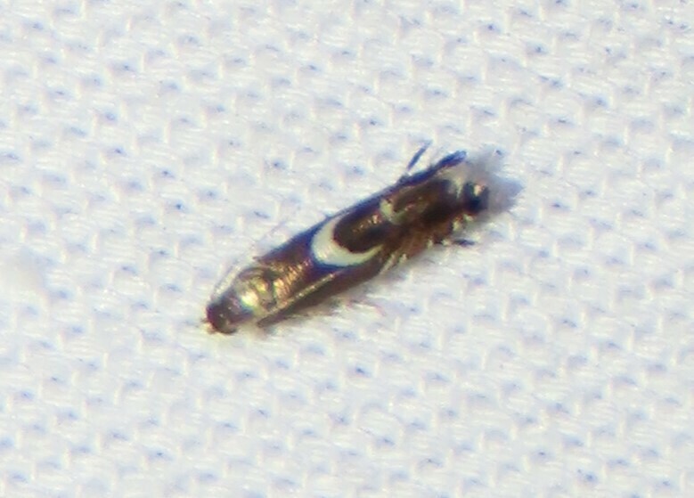 Yellow Nutsedge Moth