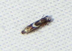 Yellow Nutsedge Moth